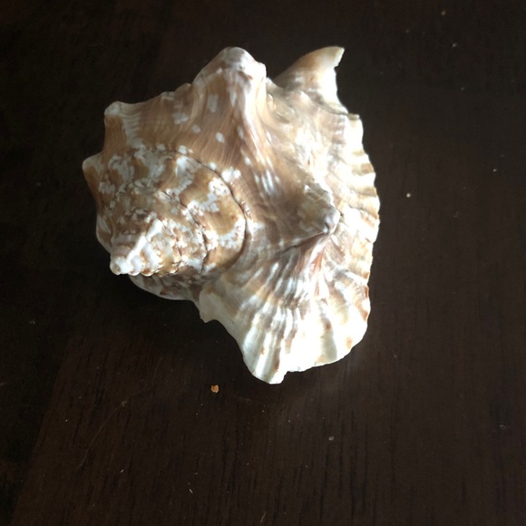 💜 Assorted Seashell Collection - Picture 7 of 15